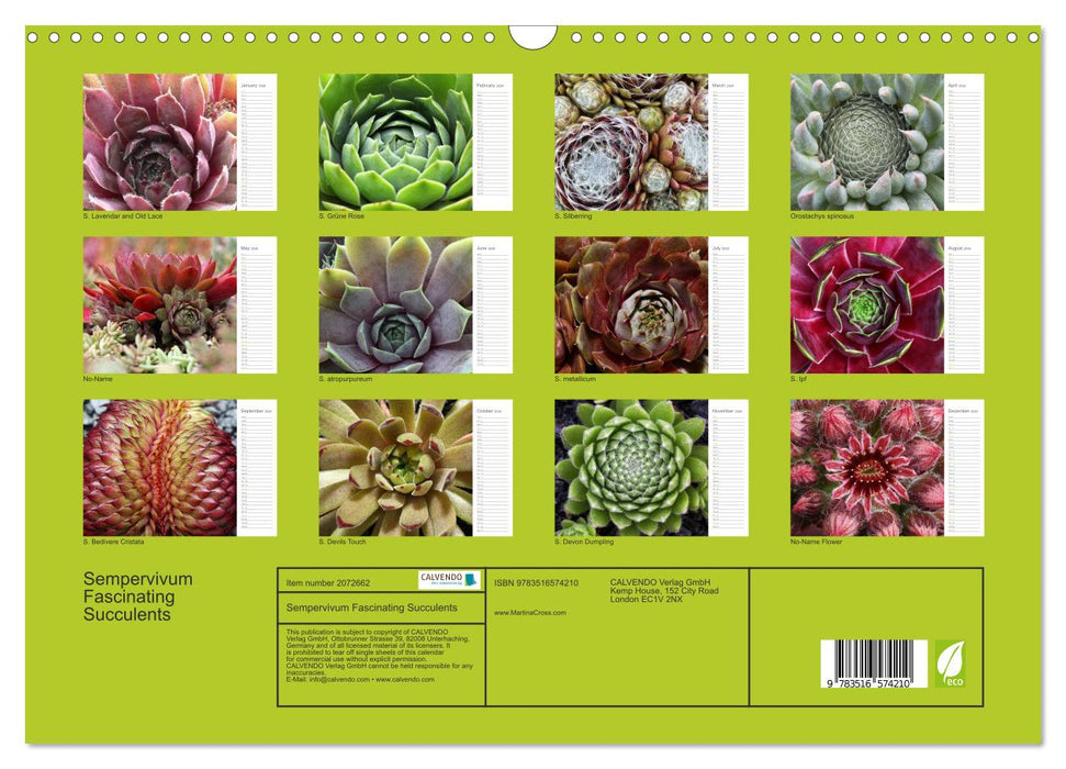 Sempervivum Fascinating Succulents (CALVENDO Monthly Calendar 2026)