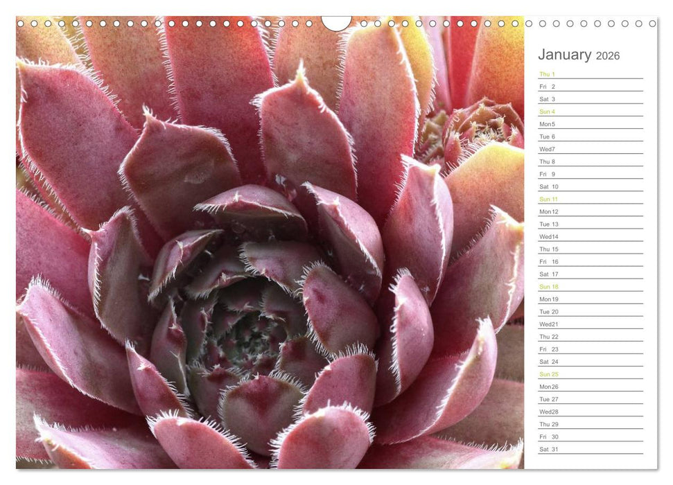 Sempervivum Fascinating Succulents (CALVENDO Monthly Calendar 2026)