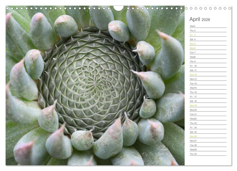 Sempervivum Fascinating Succulents (CALVENDO Monthly Calendar 2026)