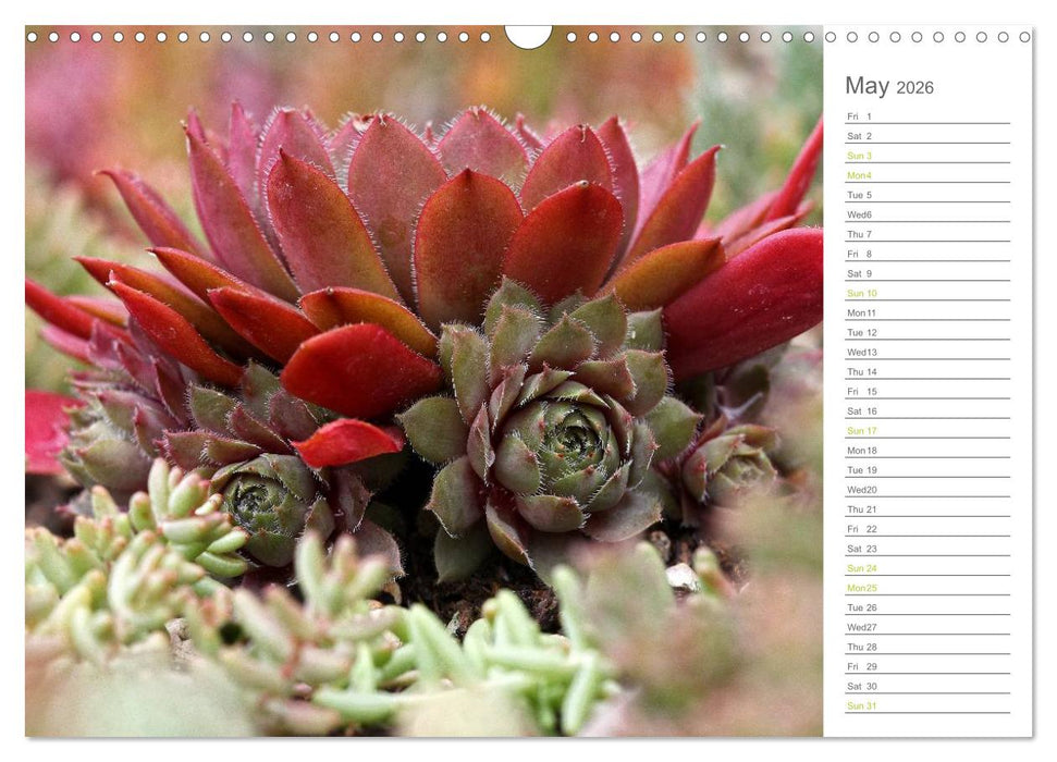 Sempervivum Fascinating Succulents (CALVENDO Monthly Calendar 2026)