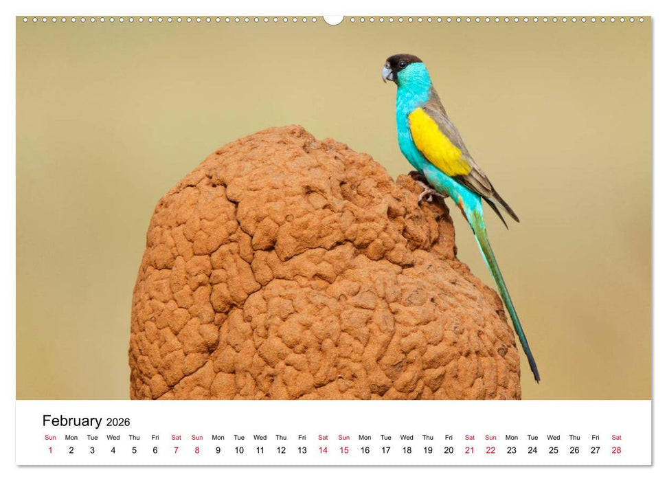 Australian Parrots (CALVENDO Premium-Calendar 2026)