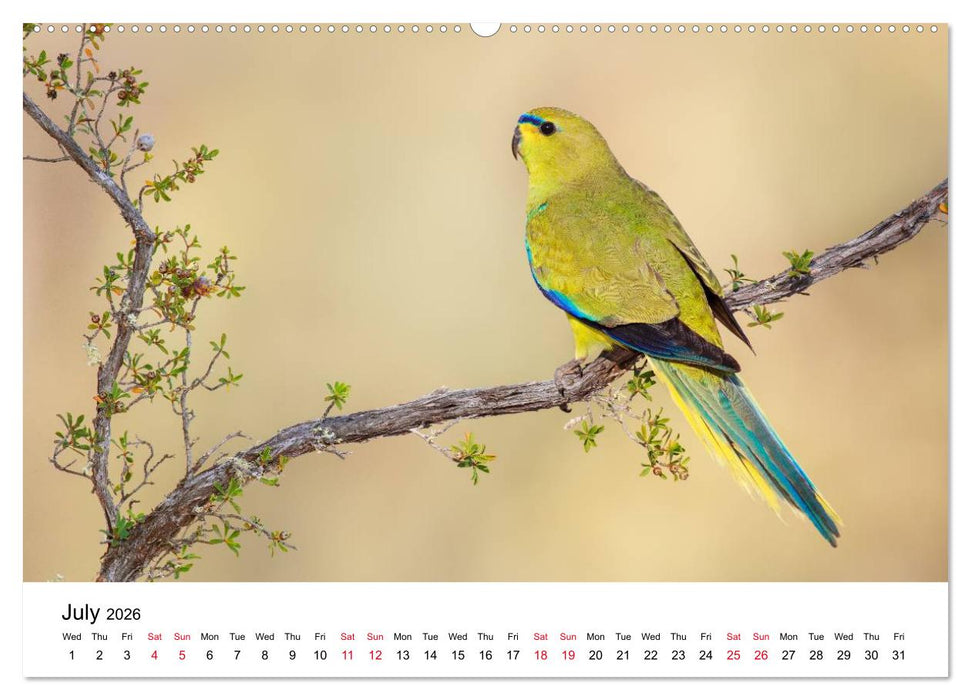 Australian Parrots (CALVENDO Premium-Calendar 2026)