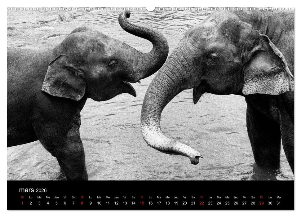 DES ÉLÉPHANTS ET DES HOMMES (CALVENDO Calendrier supérieur 2026)