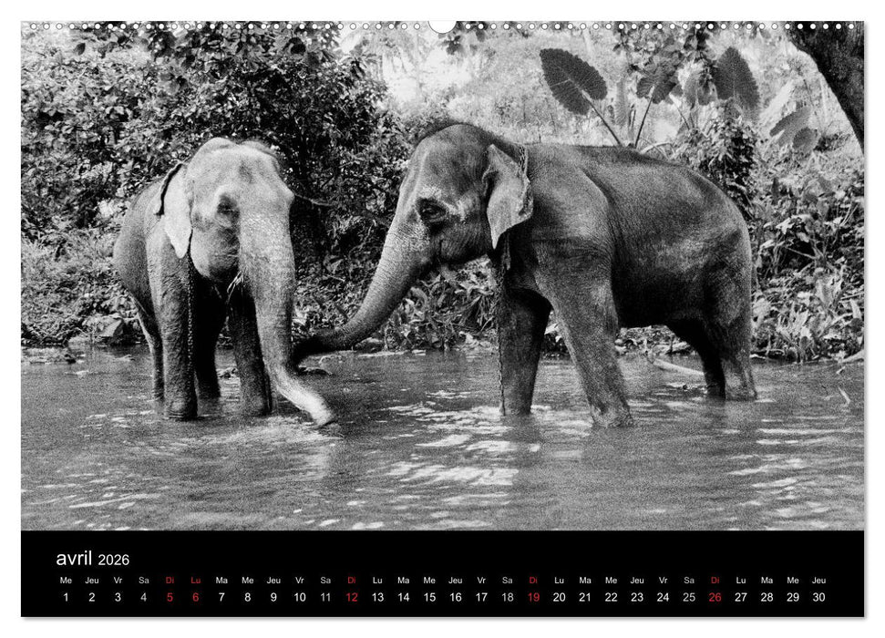 DES ÉLÉPHANTS ET DES HOMMES (CALVENDO Calendrier supérieur 2026)