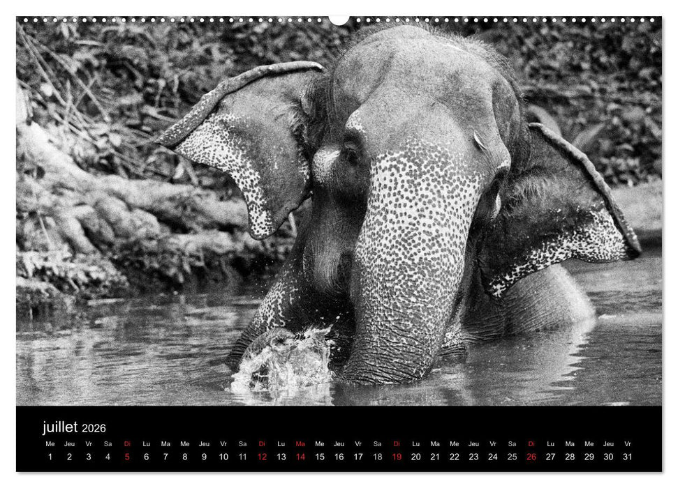 DES ÉLÉPHANTS ET DES HOMMES (CALVENDO Calendrier supérieur 2026)