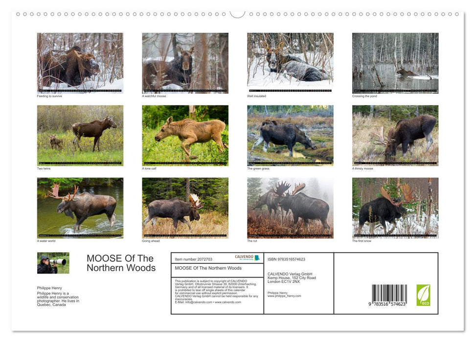 MOOSE Of The Northern Woods (CALVENDO Premium-Calendar 2026)