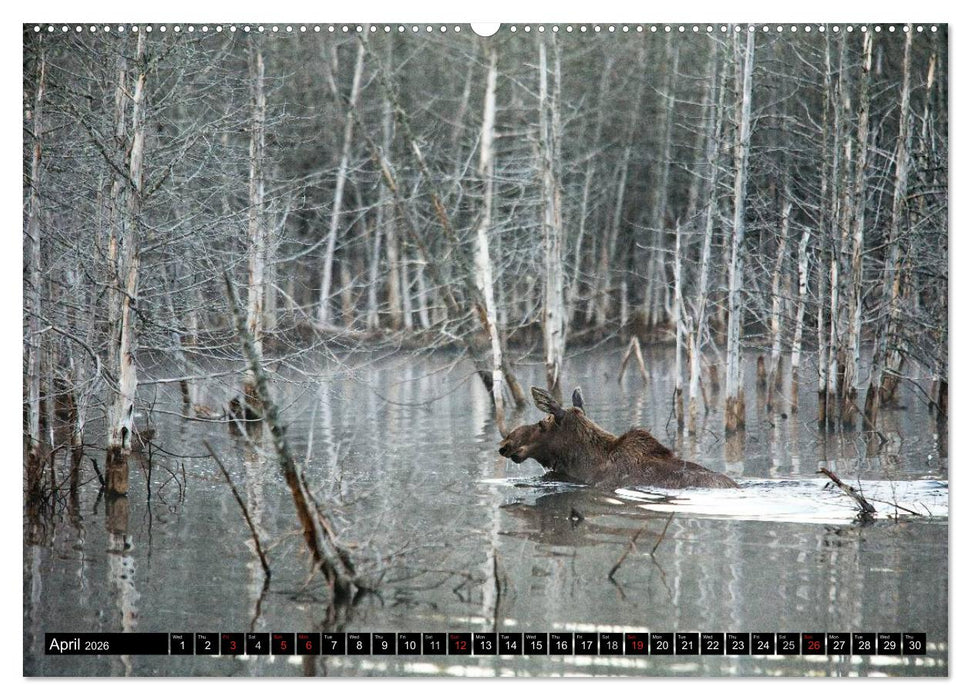 MOOSE Of The Northern Woods (CALVENDO Premium-Calendar 2026)