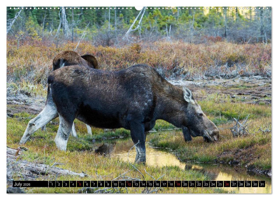 MOOSE Of The Northern Woods (CALVENDO Premium-Calendar 2026)