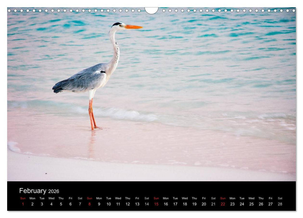 Amazing Maldives (CALVENDO Monthly Calendar 2026)