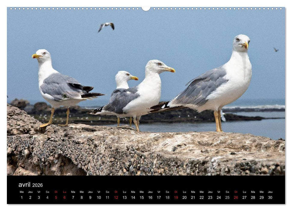 Essaouira Maroc (CALVENDO Calendrier supérieur 2026)