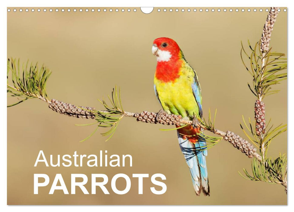 Australian Parrots (CALVENDO Monthly Calendar 2026)