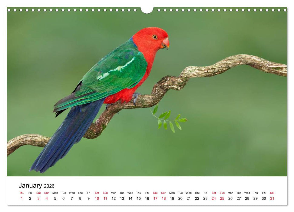 Australian Parrots (CALVENDO Monthly Calendar 2026)