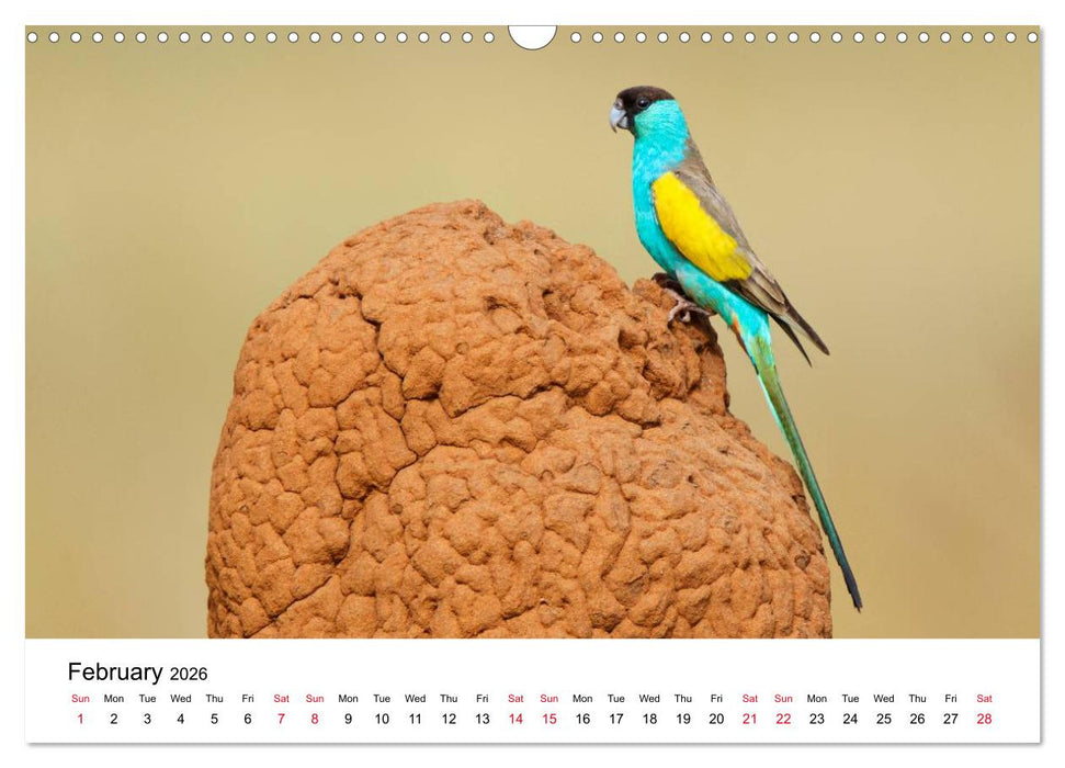 Australian Parrots (CALVENDO Monthly Calendar 2026)