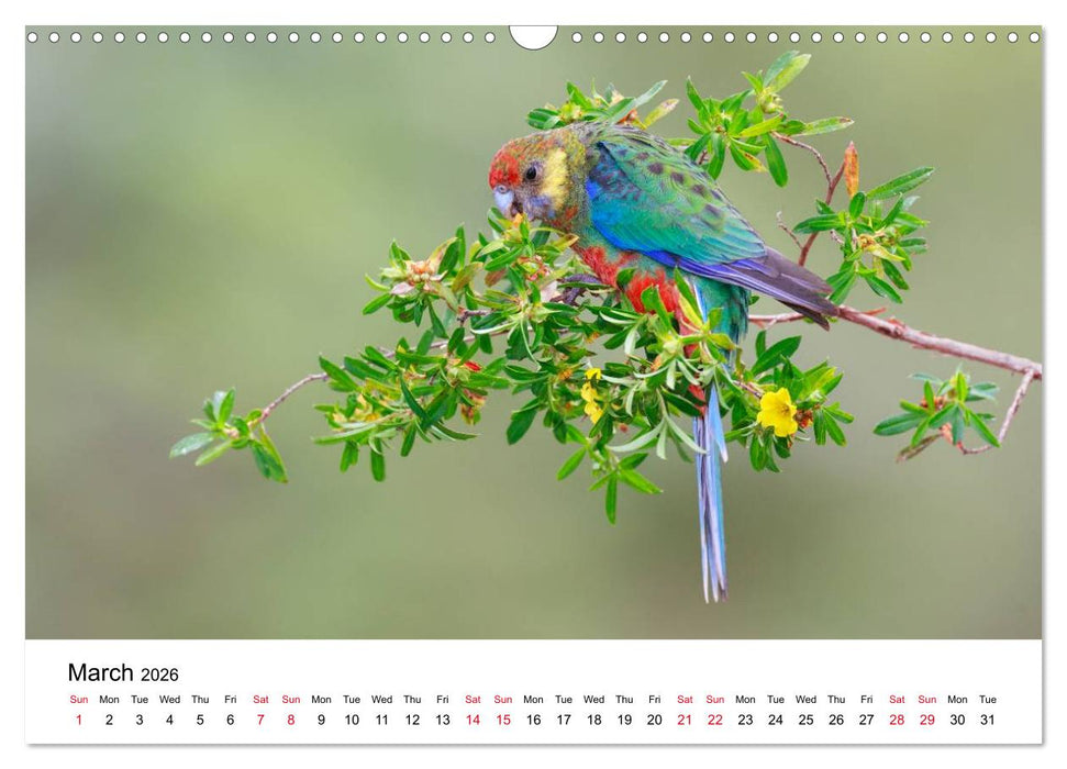Australian Parrots (CALVENDO Monthly Calendar 2026)