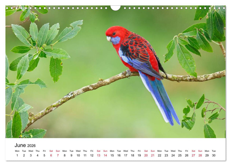 Australian Parrots (CALVENDO Monthly Calendar 2026)