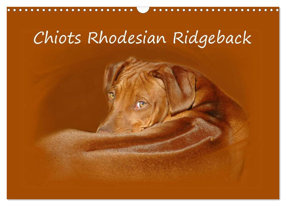 Chiots Rhodesian Ridgeback (CALVENDO Calendrier mensuel 2026)