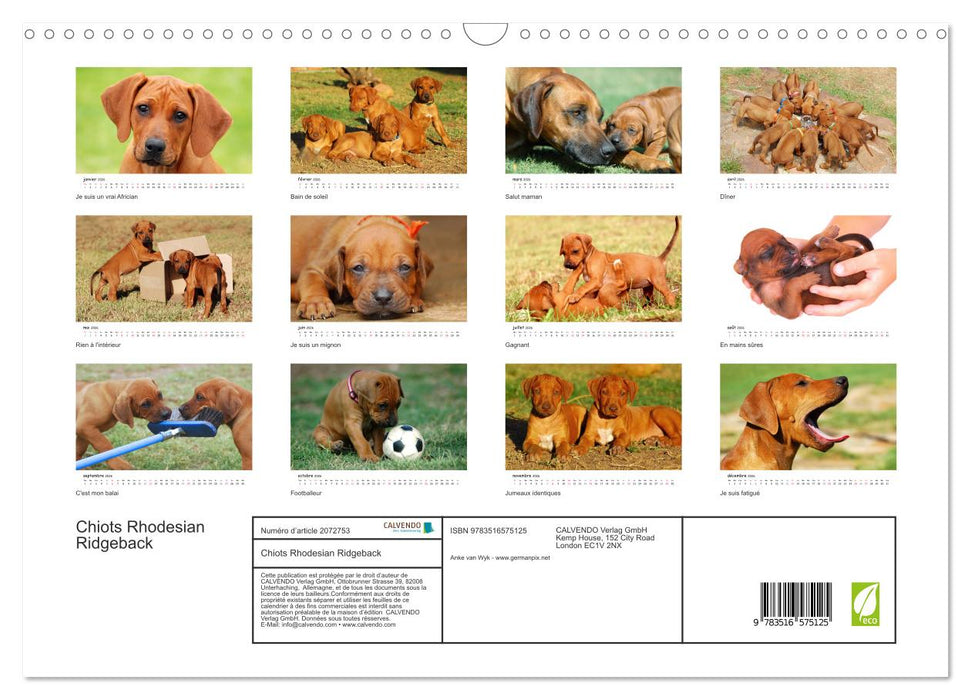 Chiots Rhodesian Ridgeback (CALVENDO Calendrier mensuel 2026)