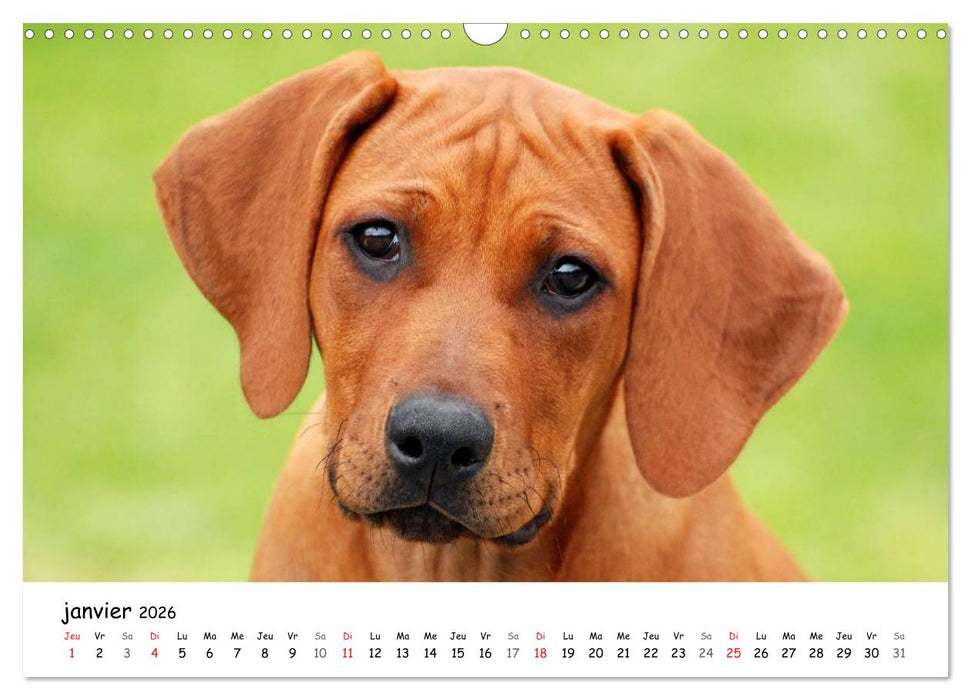 Chiots Rhodesian Ridgeback (CALVENDO Calendrier mensuel 2026)