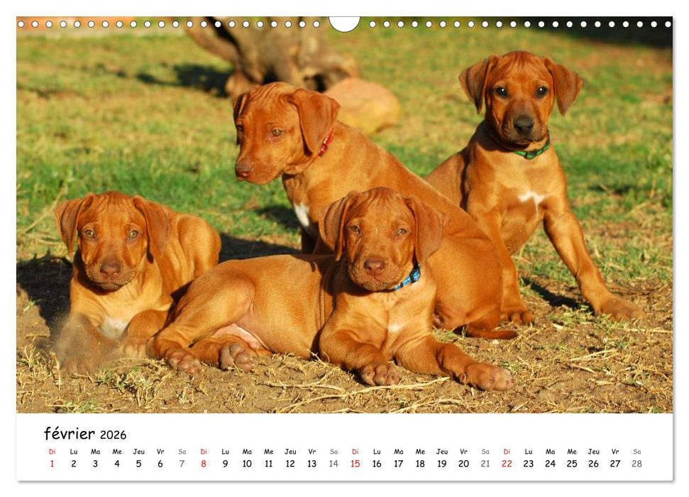 Chiots Rhodesian Ridgeback (CALVENDO Calendrier mensuel 2026)