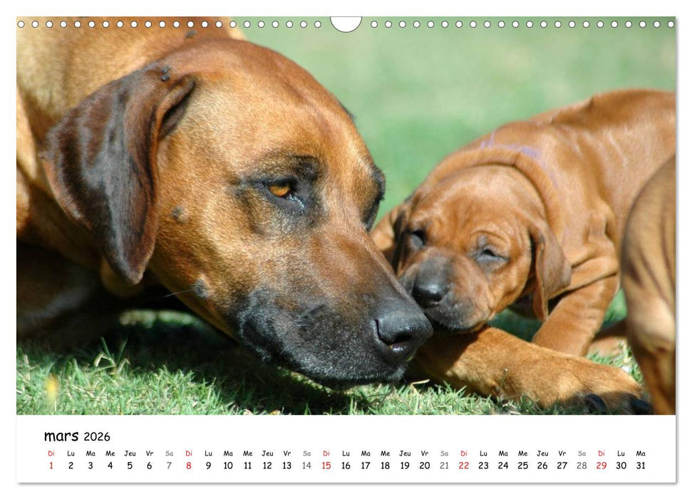 Chiots Rhodesian Ridgeback (CALVENDO Calendrier mensuel 2026)