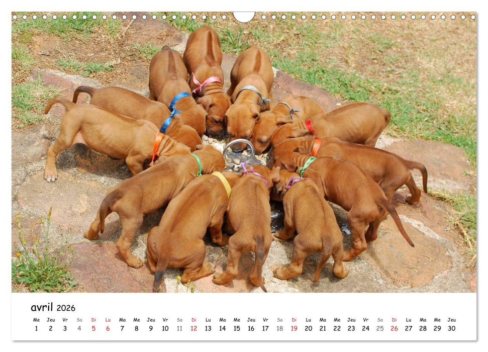 Chiots Rhodesian Ridgeback (CALVENDO Calendrier mensuel 2026)
