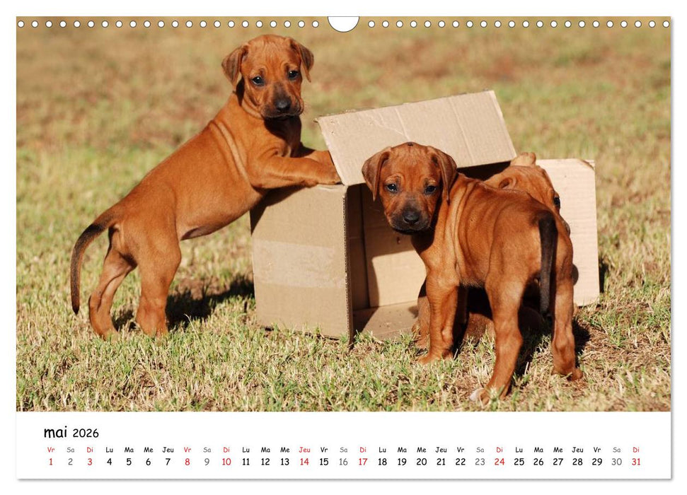 Chiots Rhodesian Ridgeback (CALVENDO Calendrier mensuel 2026)