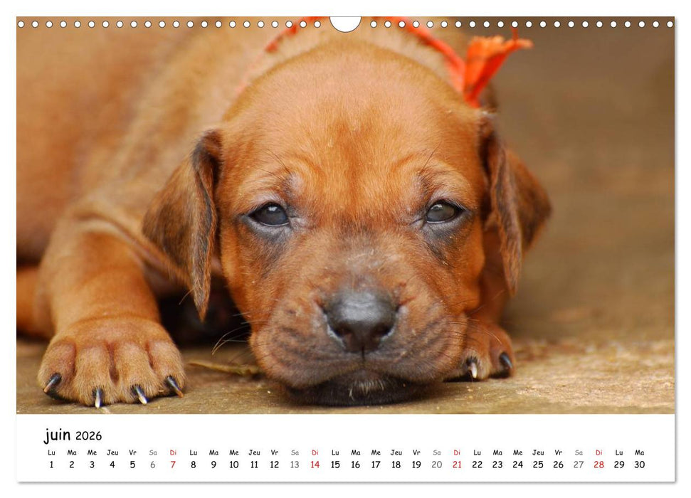 Chiots Rhodesian Ridgeback (CALVENDO Calendrier mensuel 2026)