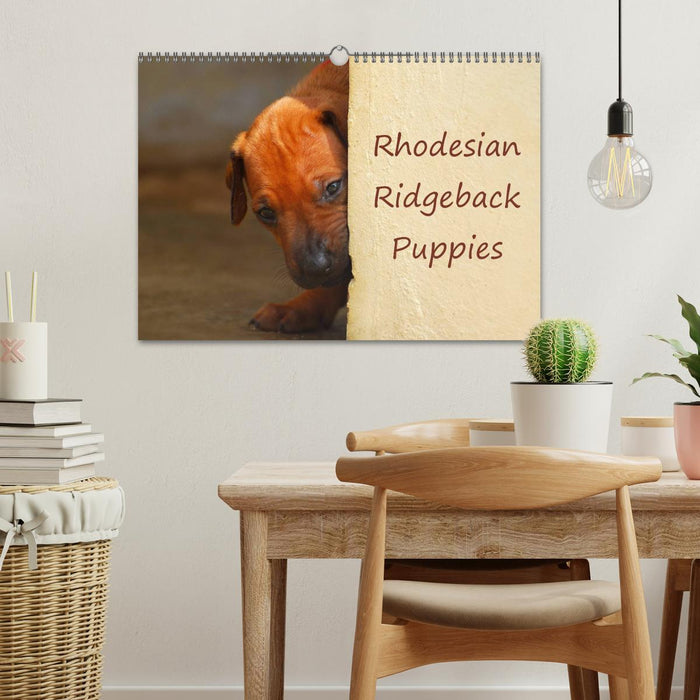 Rhodesian Ridgeback Puppies (CALVENDO Monthly Calendar 2026)
