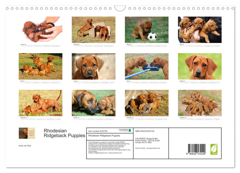 Rhodesian Ridgeback Puppies (CALVENDO Monthly Calendar 2026)
