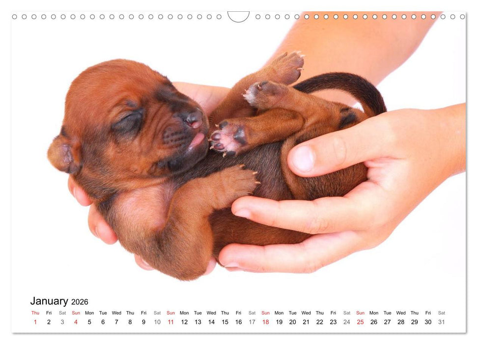Rhodesian Ridgeback Puppies (CALVENDO Monthly Calendar 2026)