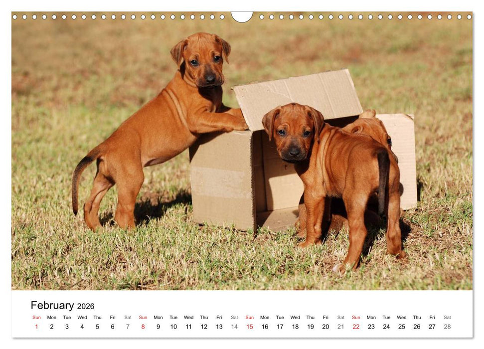 Rhodesian Ridgeback Puppies (CALVENDO Monthly Calendar 2026)