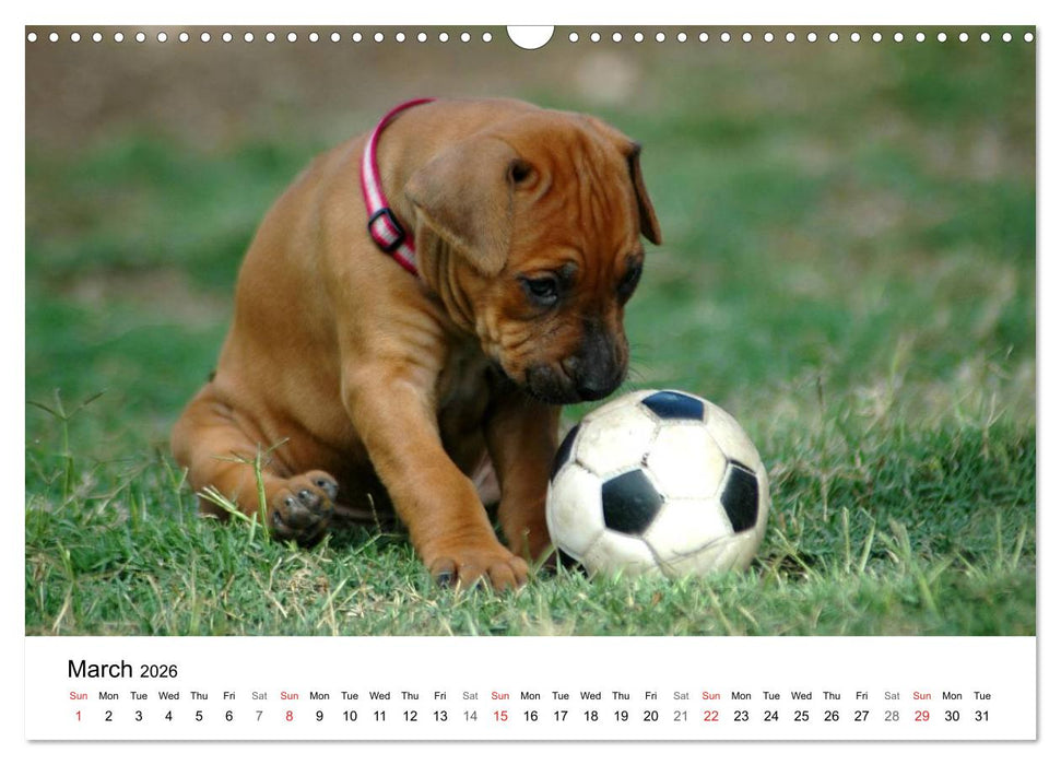 Rhodesian Ridgeback Puppies (CALVENDO Monthly Calendar 2026)