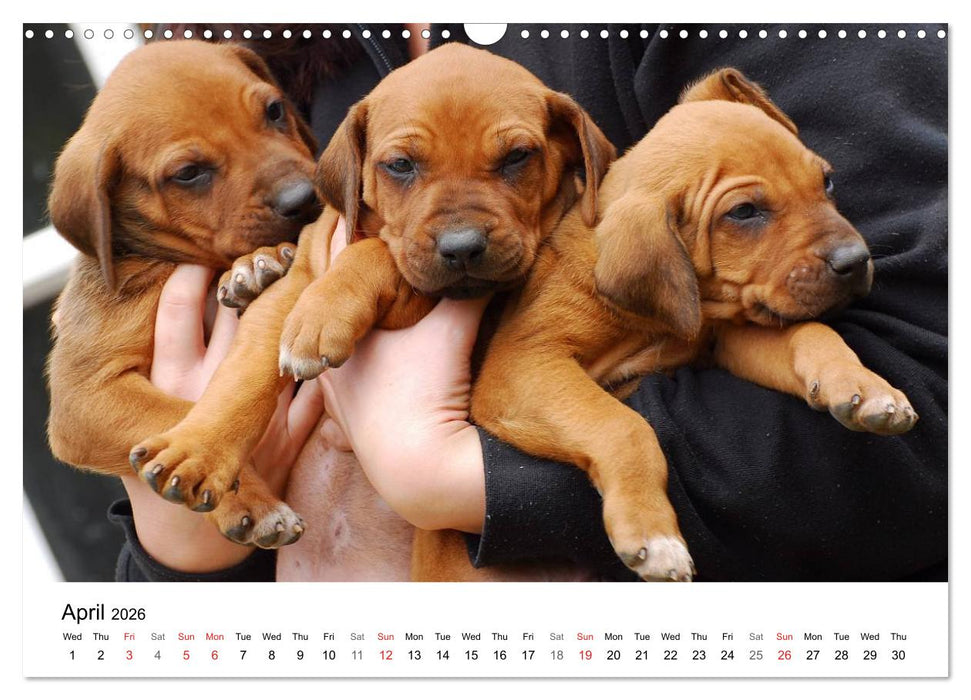 Rhodesian Ridgeback Puppies (CALVENDO Monthly Calendar 2026)