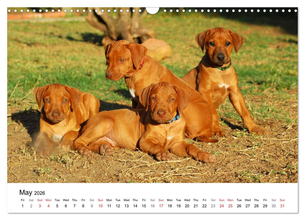 Rhodesian Ridgeback Puppies (CALVENDO Monthly Calendar 2026)