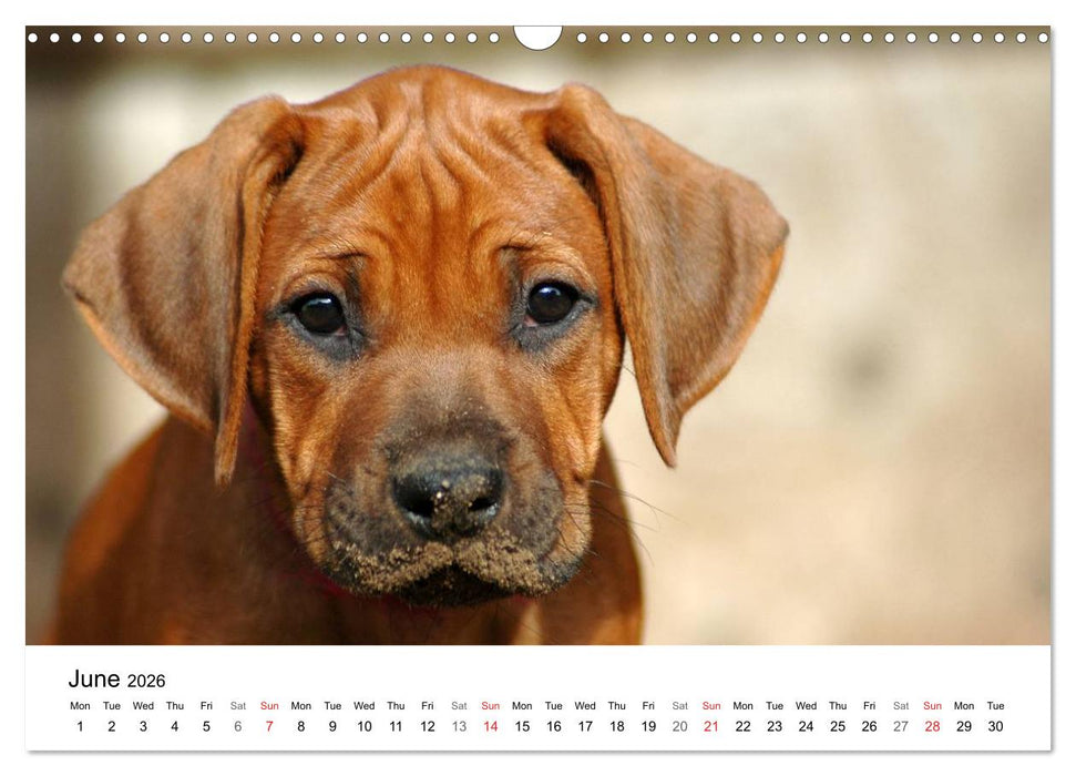 Rhodesian Ridgeback Puppies (CALVENDO Monthly Calendar 2026)
