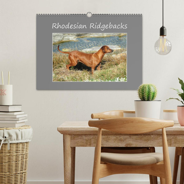 Rhodesian Ridgebacks (CALVENDO Monthly Calendar 2026)
