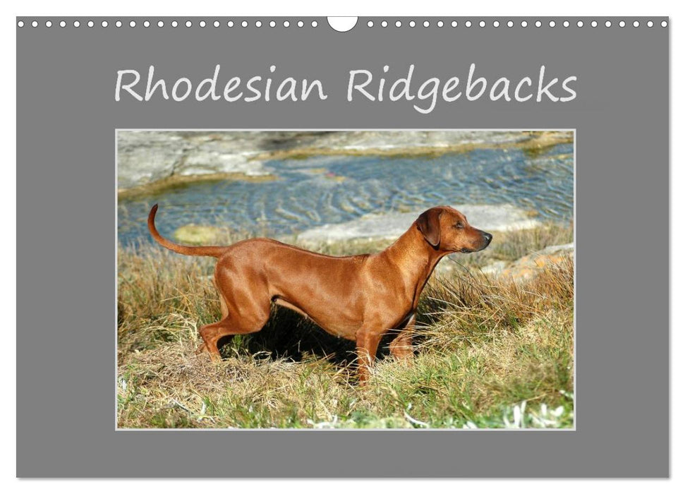 Rhodesian Ridgebacks (CALVENDO Monthly Calendar 2026)