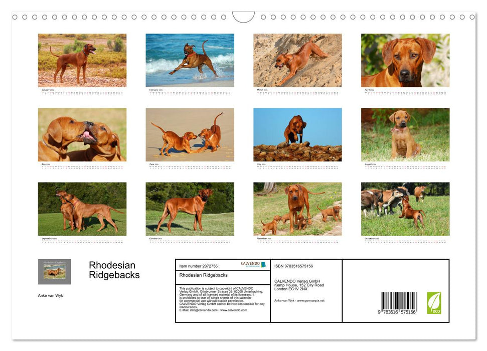 Rhodesian Ridgebacks (CALVENDO Monthly Calendar 2026)