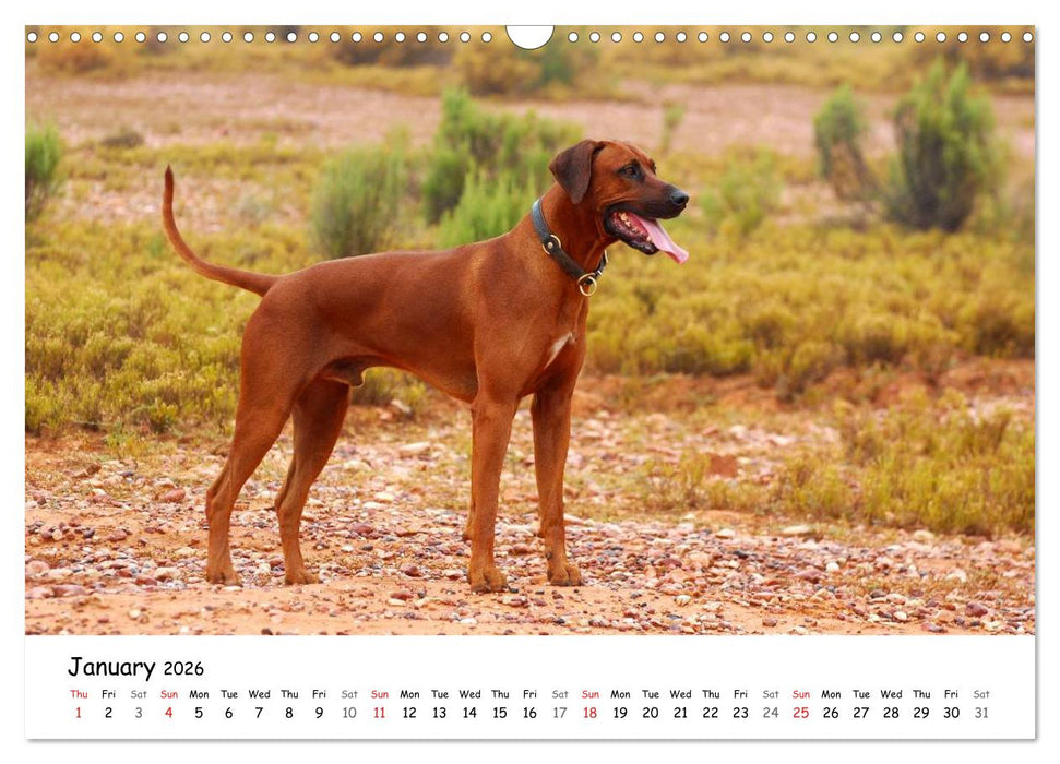 Rhodesian Ridgebacks (CALVENDO Monthly Calendar 2026)