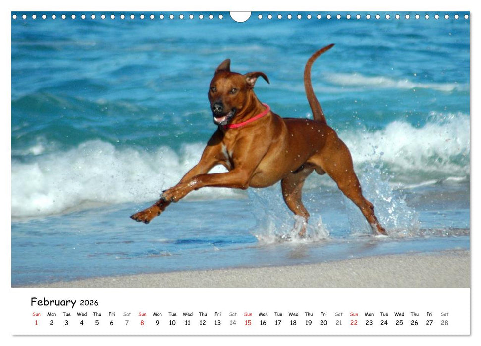 Rhodesian Ridgebacks (CALVENDO Monthly Calendar 2026)