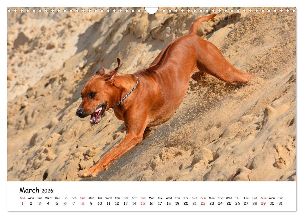 Rhodesian Ridgebacks (CALVENDO Monthly Calendar 2026)