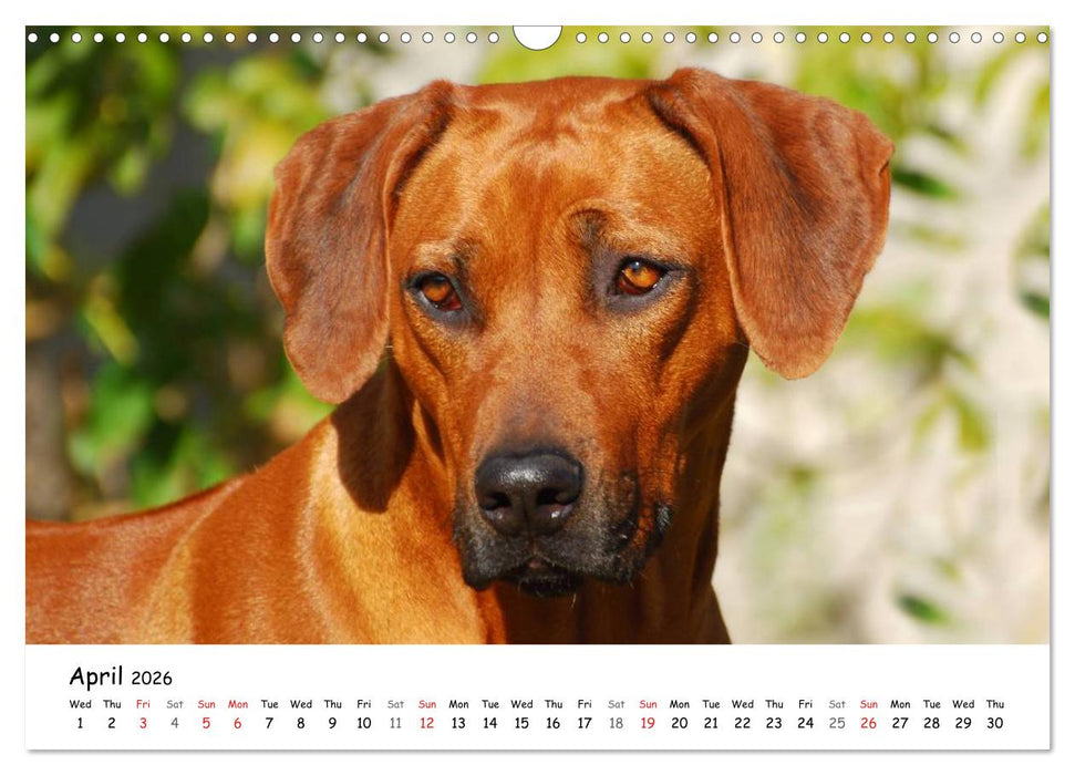 Rhodesian Ridgebacks (CALVENDO Monthly Calendar 2026)