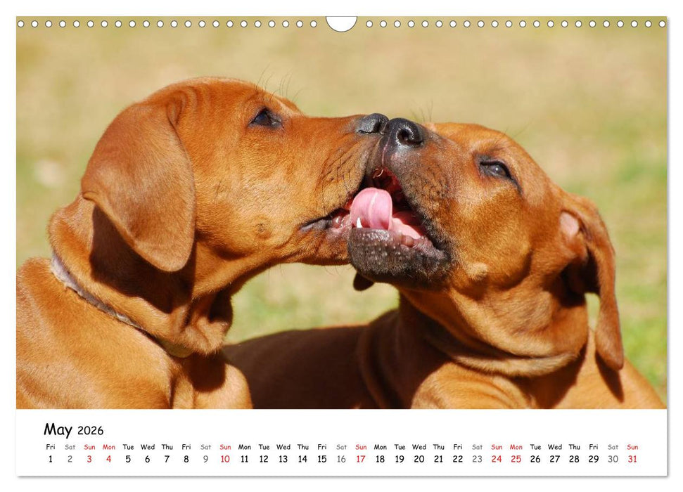 Rhodesian Ridgebacks (CALVENDO Monthly Calendar 2026)