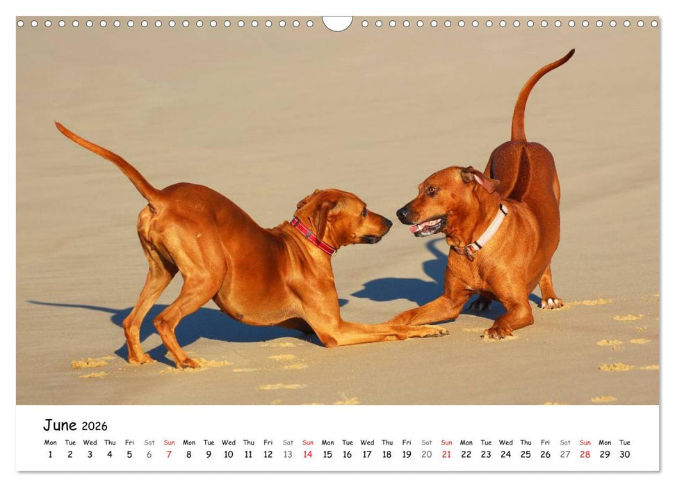 Rhodesian Ridgebacks (CALVENDO Monthly Calendar 2026)