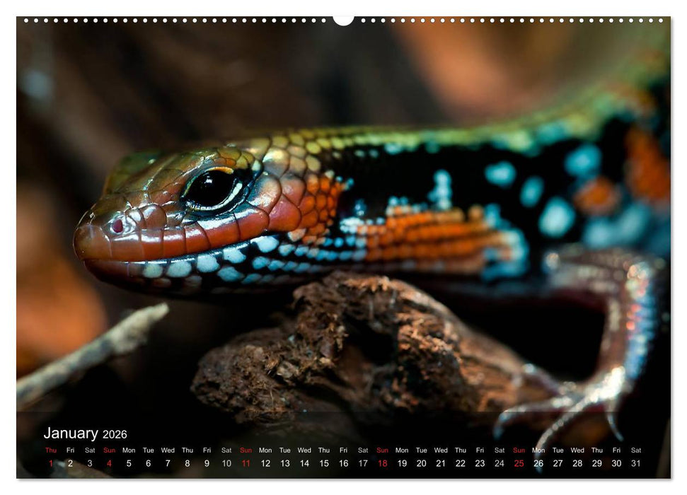 Reptiles Colorful beauties (CALVENDO Premium-Calendar 2026)