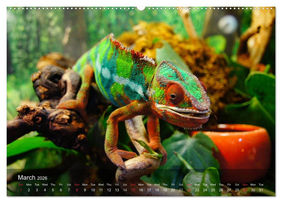 Reptiles Colorful beauties (CALVENDO Premium-Calendar 2026)