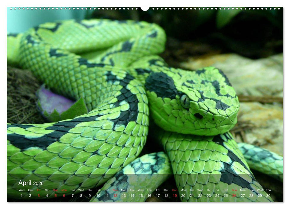 Reptiles Colorful beauties (CALVENDO Premium-Calendar 2026)