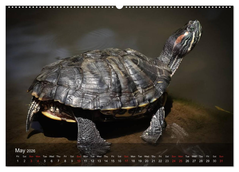 Reptiles Colorful beauties (CALVENDO Premium-Calendar 2026)