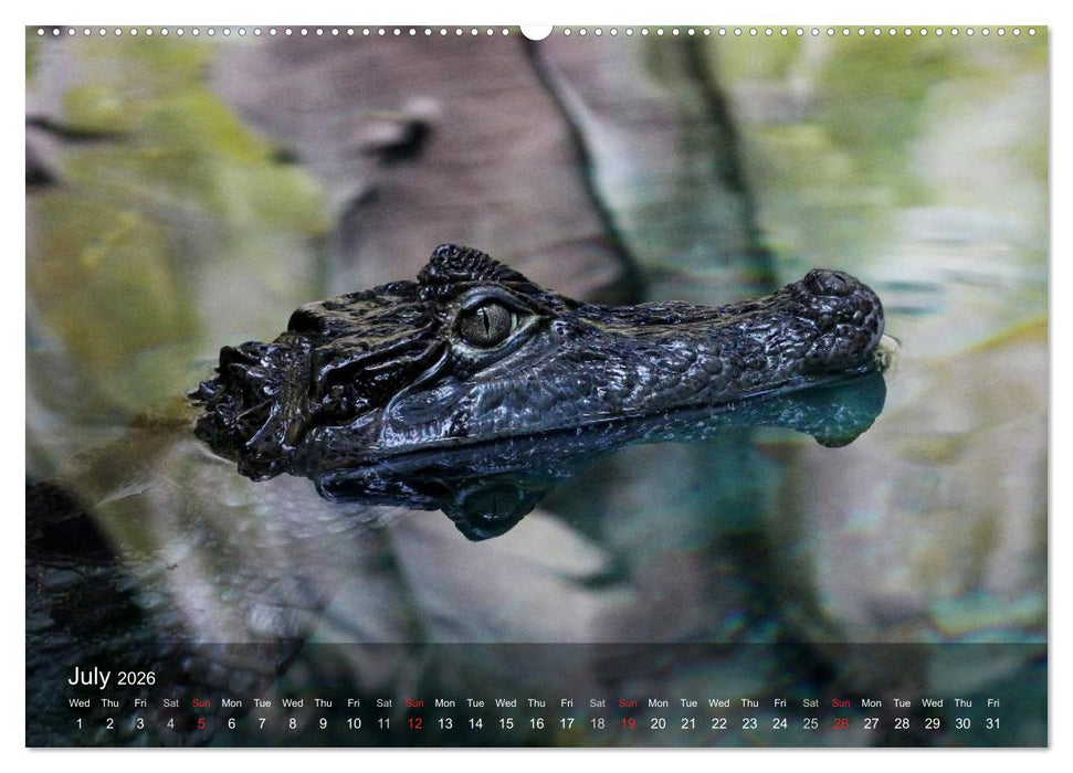 Reptiles Colorful beauties (CALVENDO Premium-Calendar 2026)
