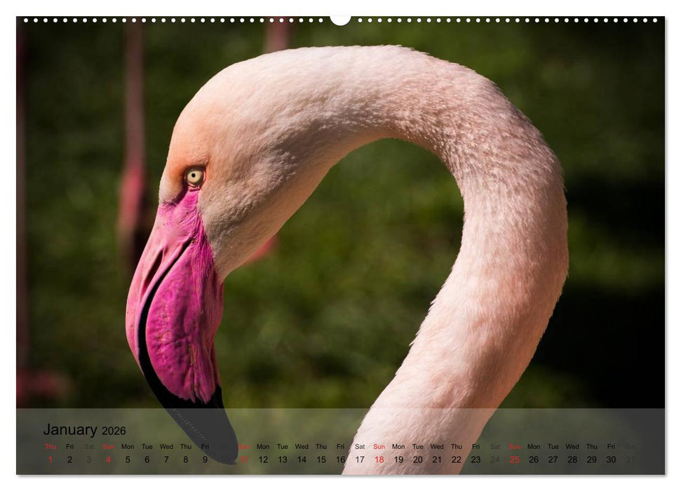 Flamingos Think pink (CALVENDO Premium-Calendar 2026)